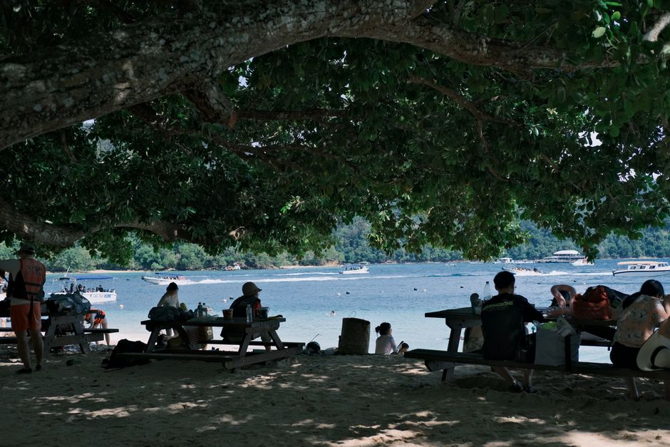 People enjoying a picnic under a large tree by the beach, with boats in the distance.